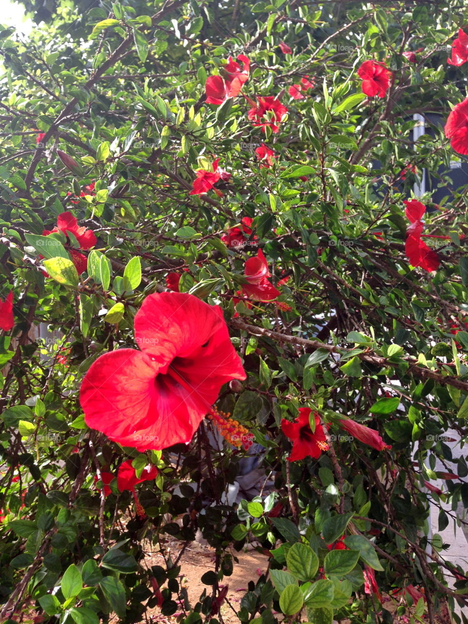 Sicilia fiori