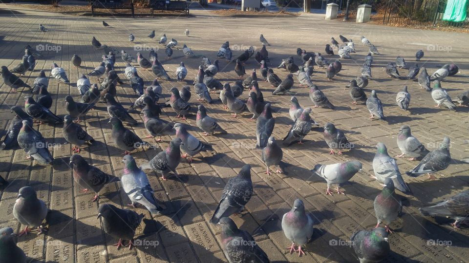 pigeons at the park