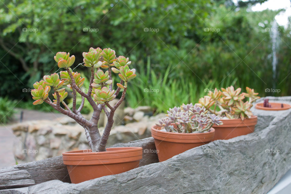 Three potted succulent plants 