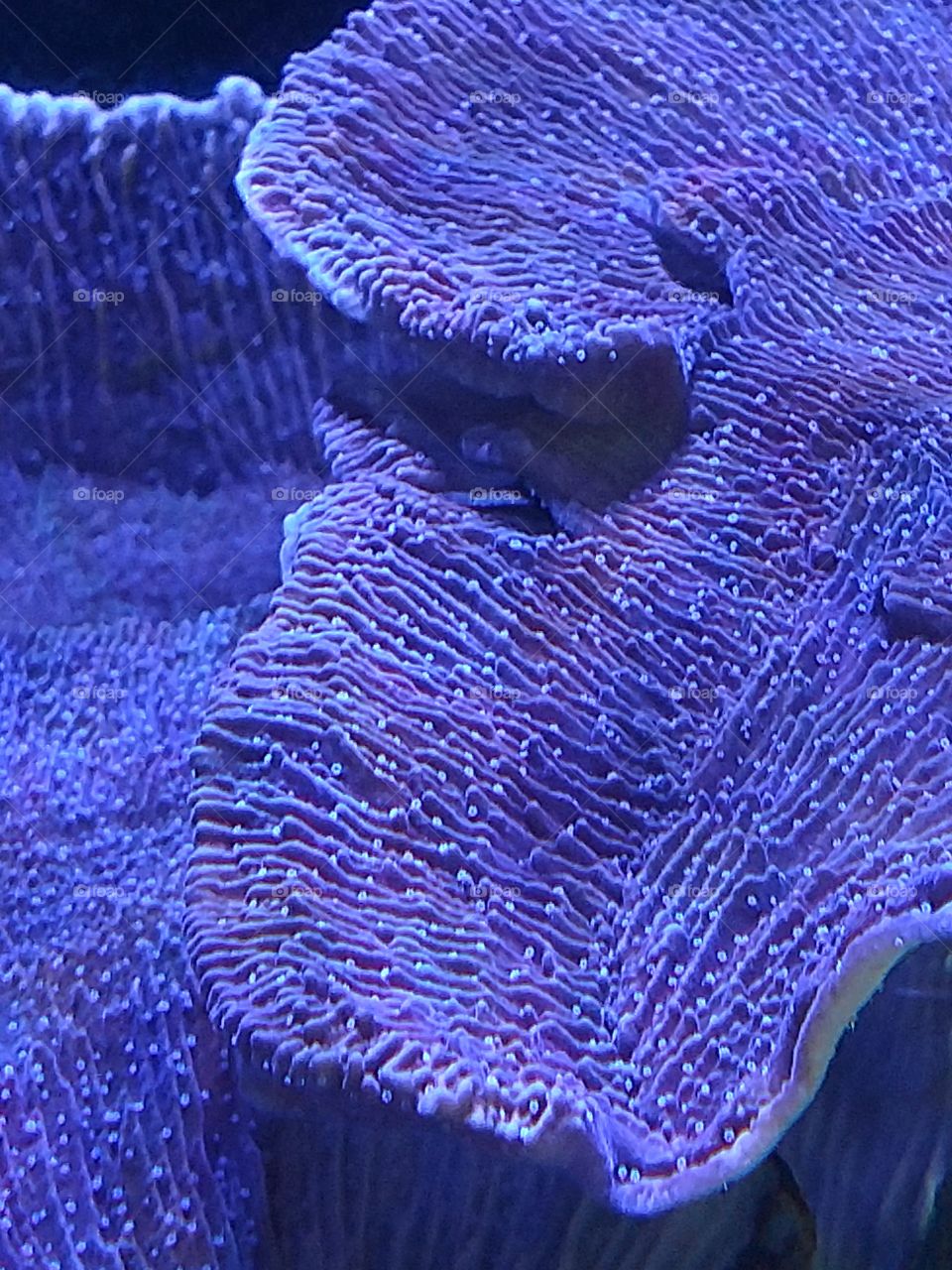Purple Montipora Coral