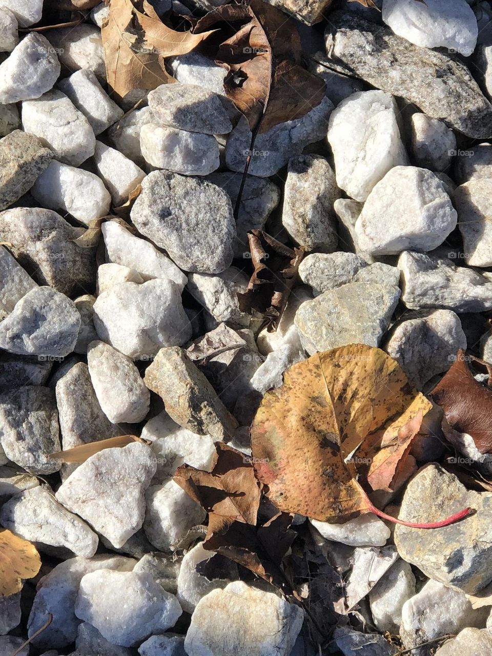 Gravel in Fall-Returning from Morning Errands