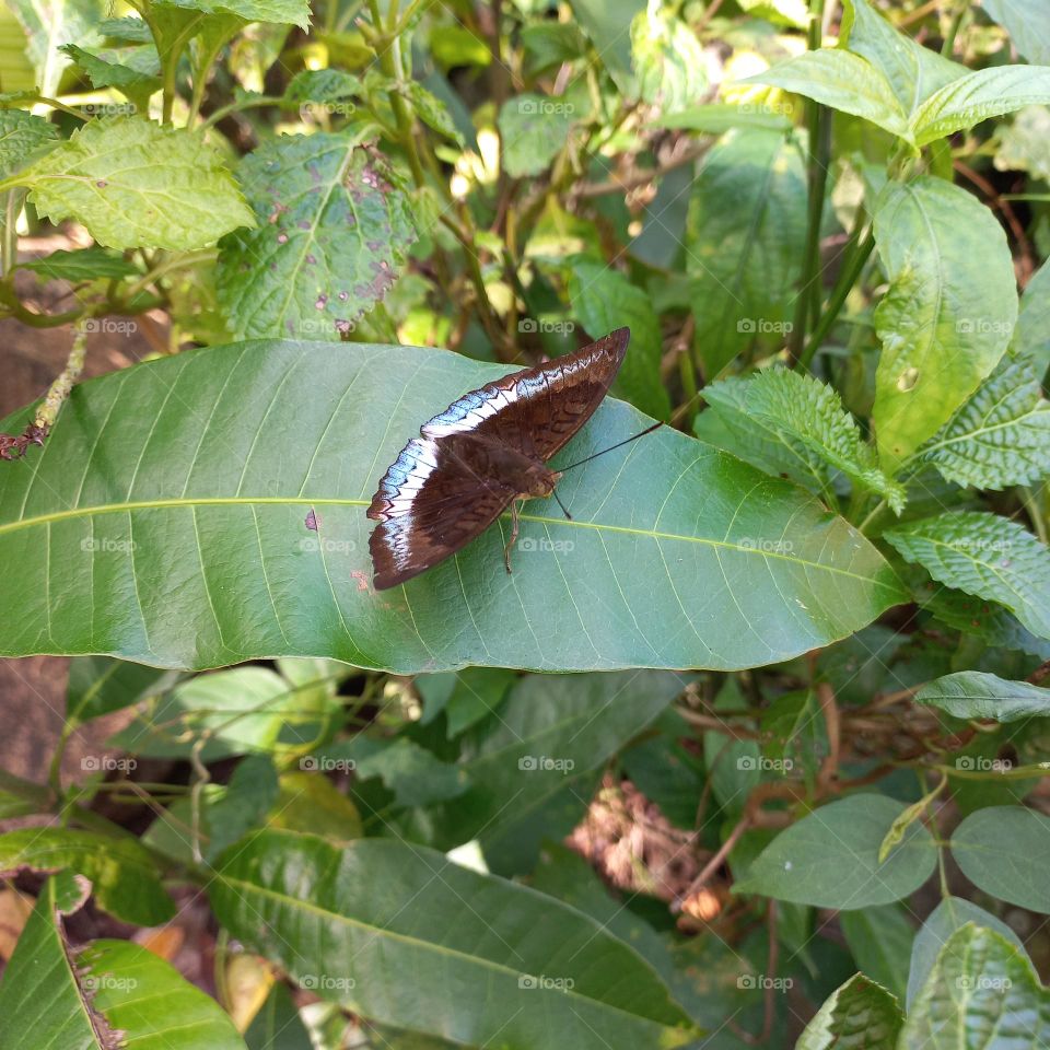 Beautiful butterfly with white markings on the wings