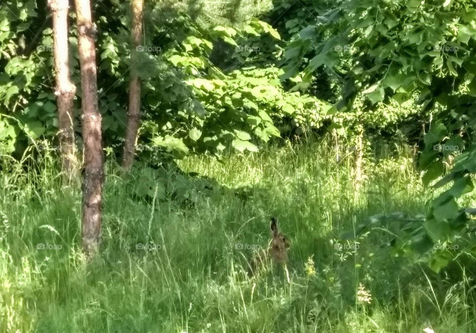 rabbit in the green grass wild nature summer time