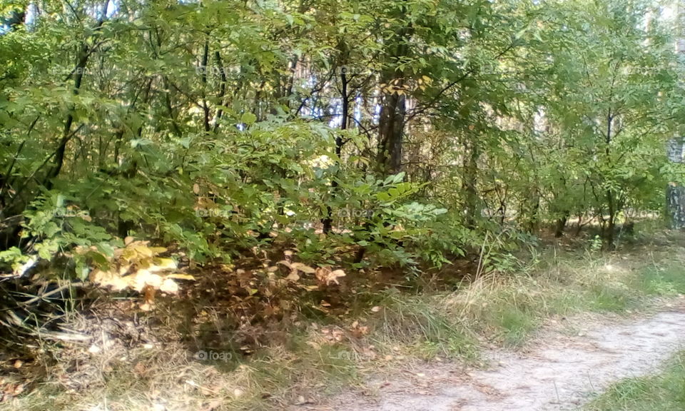 Golden Autumn in Poland