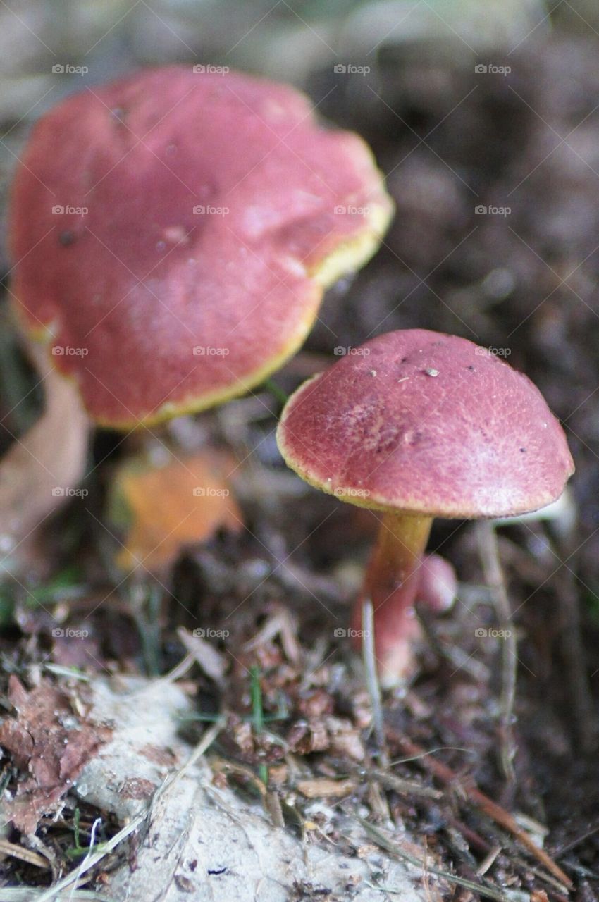Reddish mushrooms