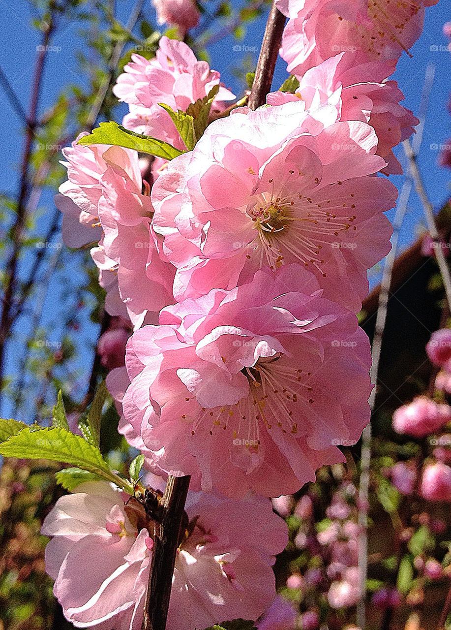 МИНДАЛЬ В ЦВЕТУ