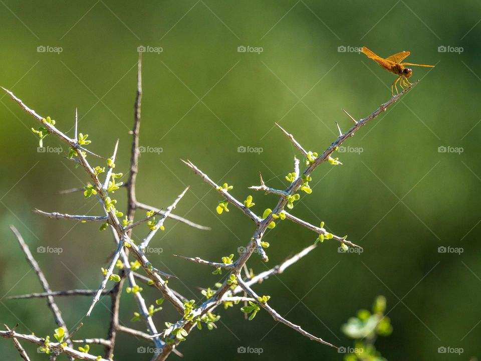 A diminutive Mexican Amberwing (Perithemis intensa) is a member of the dragonfly family in the Southwest United States