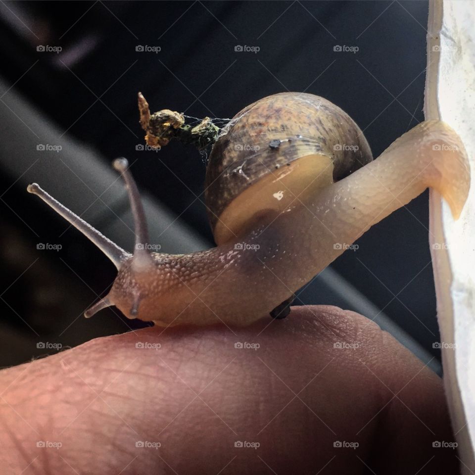Snail