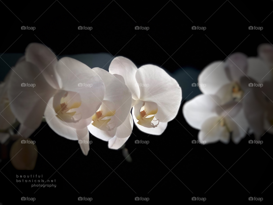 Black and White Stunning Orchids!  Beautiful Botanicals Perfect White Orchids!