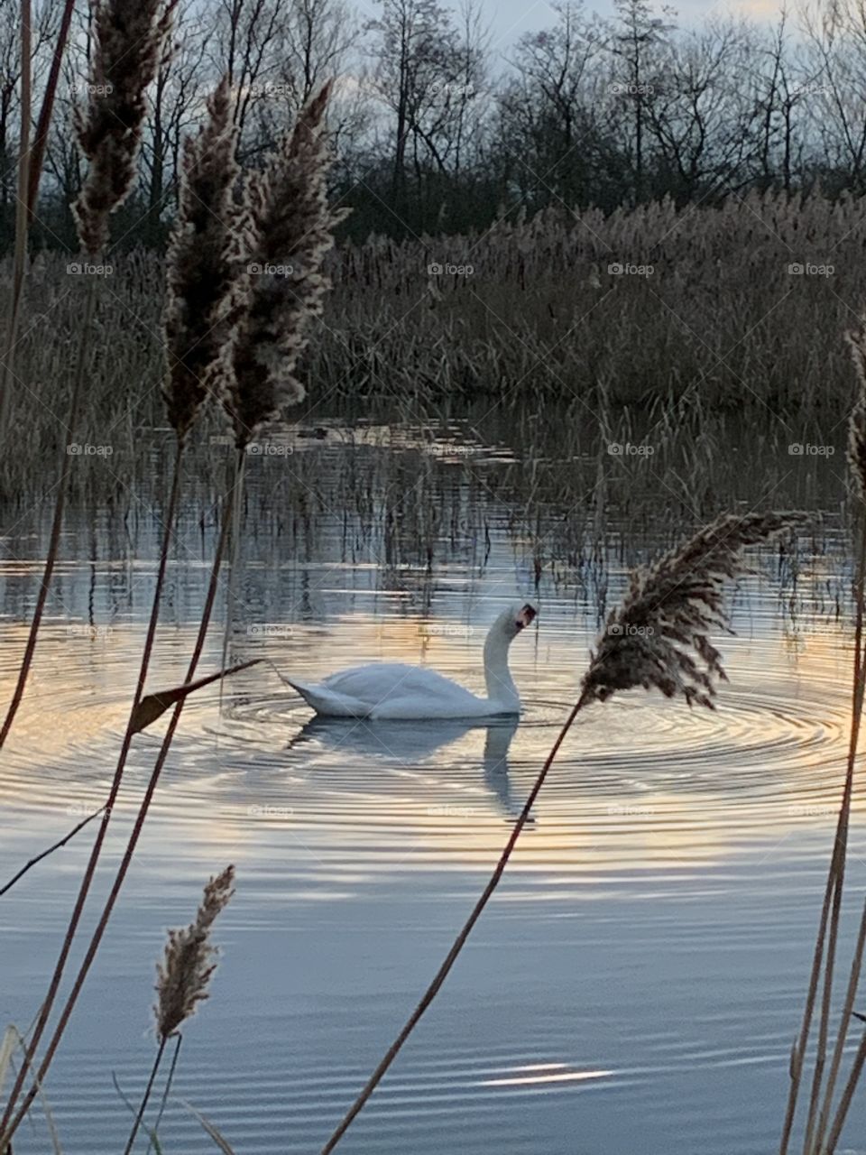 Swan at dusk