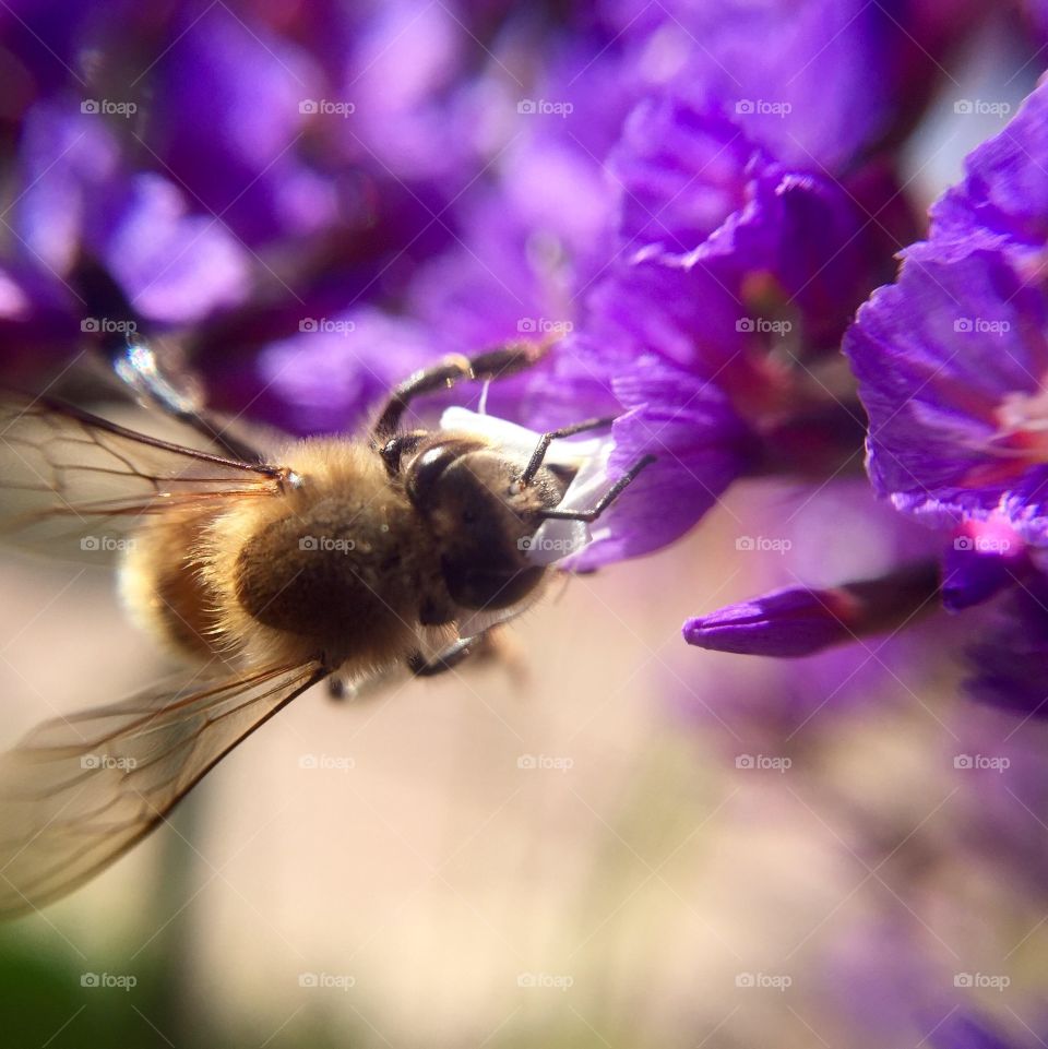 Bee on purple flower