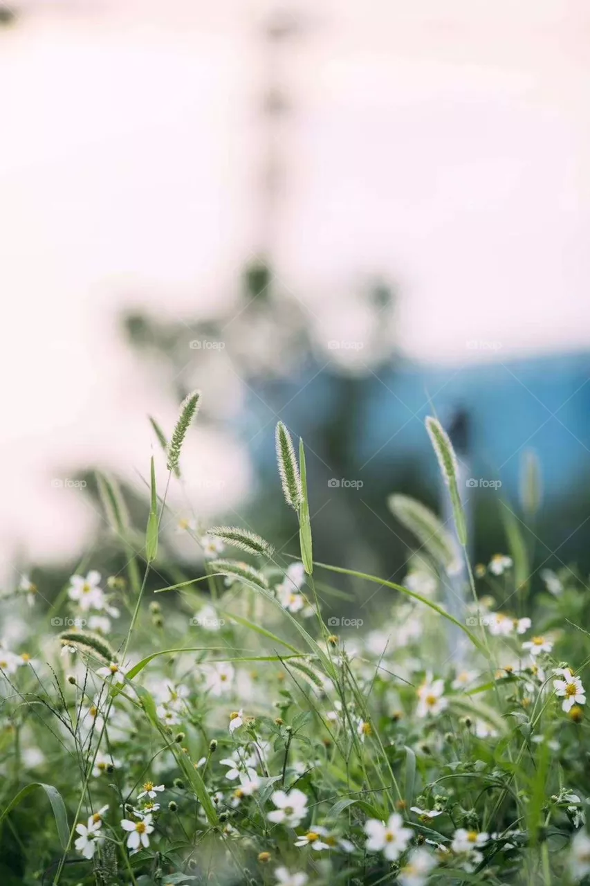 Grass