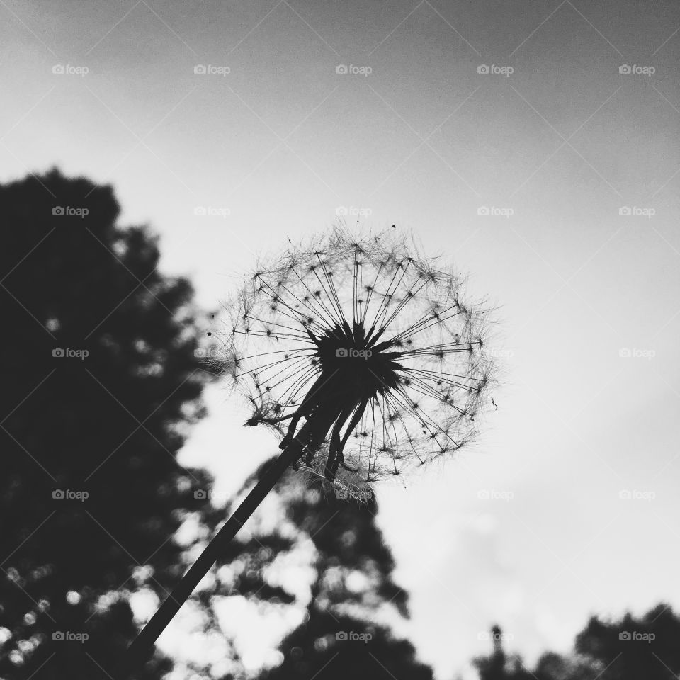Wishes in Black and White . Dandelion Fluff against the Sky in Black and White