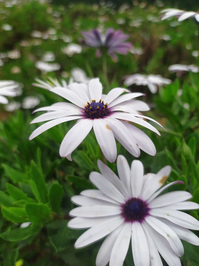 white flowers