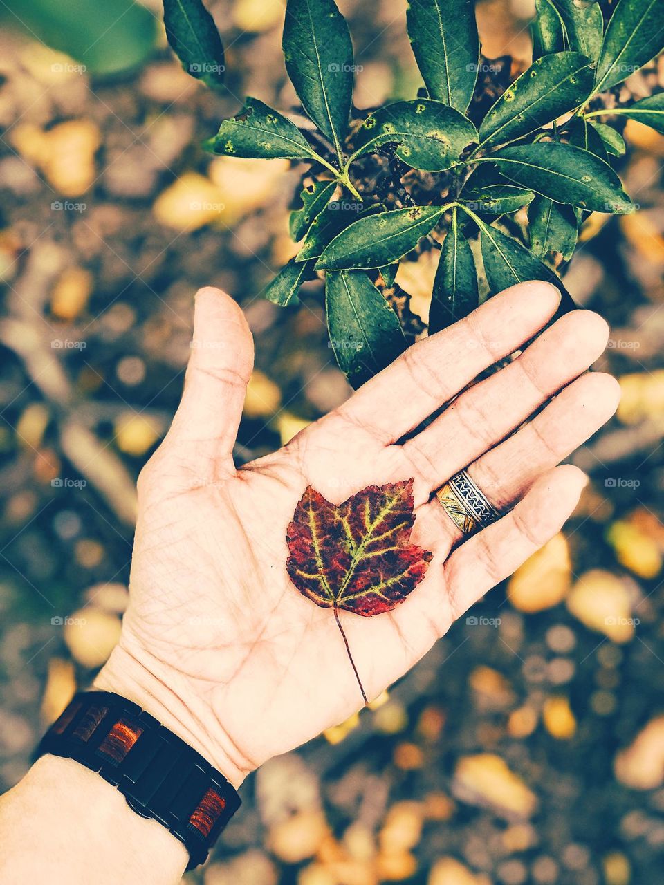 Hand holding a leaf, fall leaf in the palm of woman’s hand