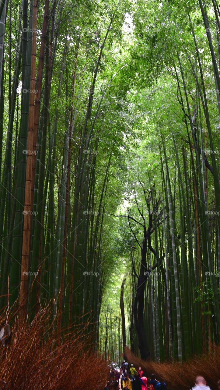 Walking in the bamboo forest