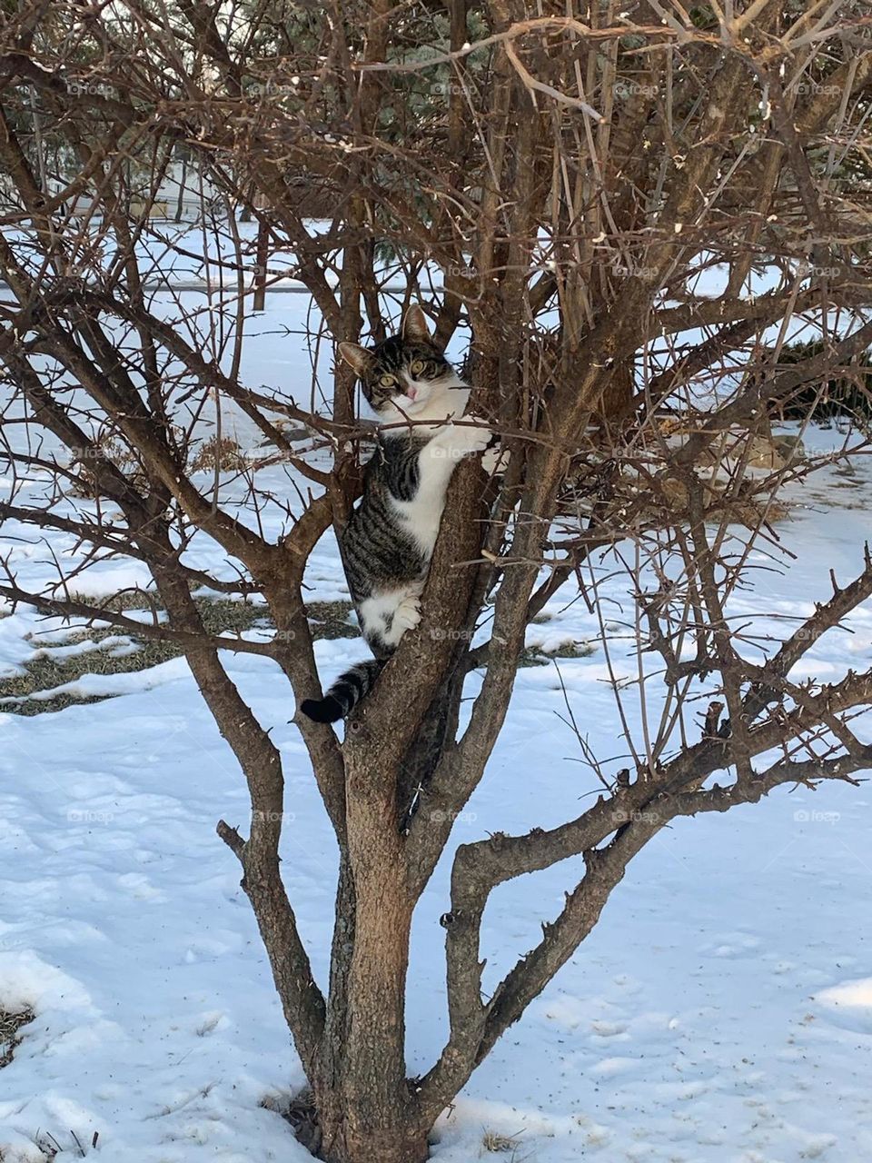 cat in a tree