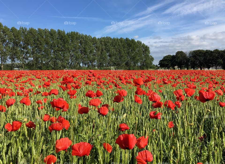 Poppy field, Sweden, Skåne.