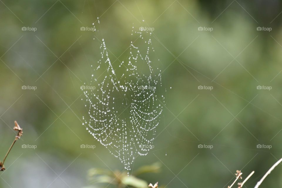 dew drops on spider web