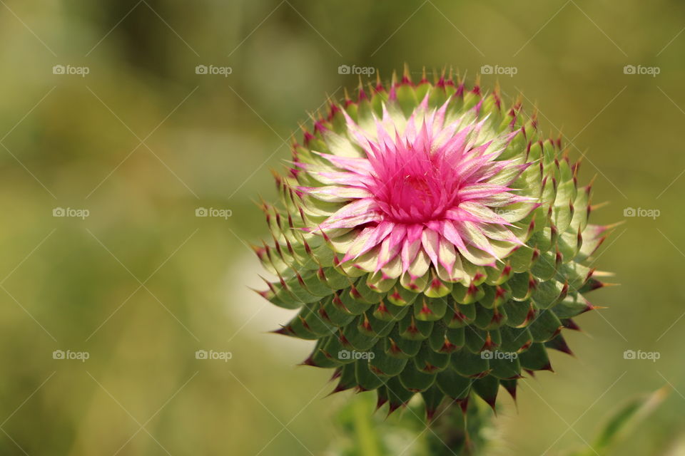 High angle view of spiked flower head