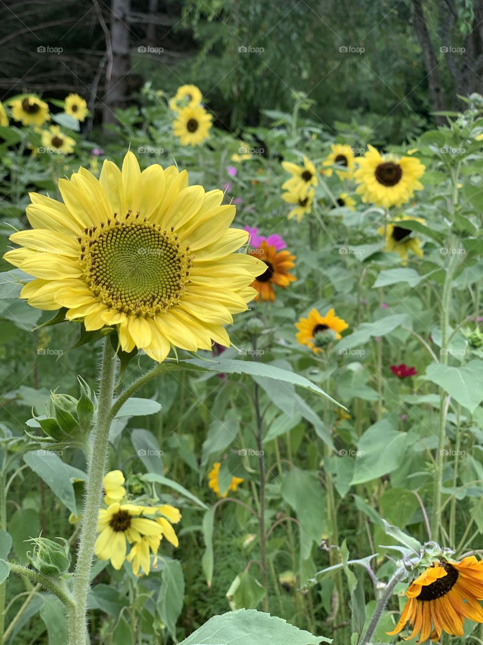 Sunflower fields in my garden 