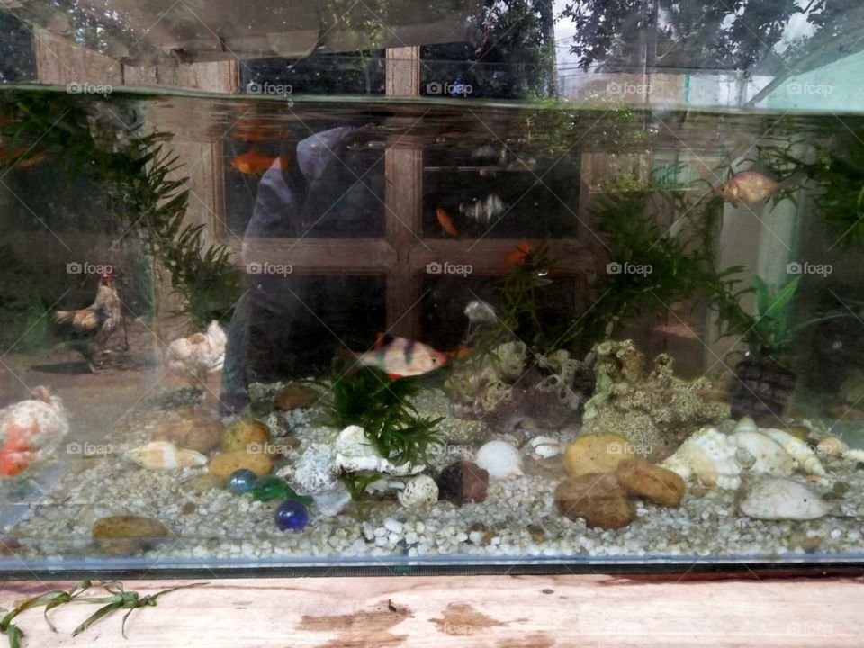 fish tank