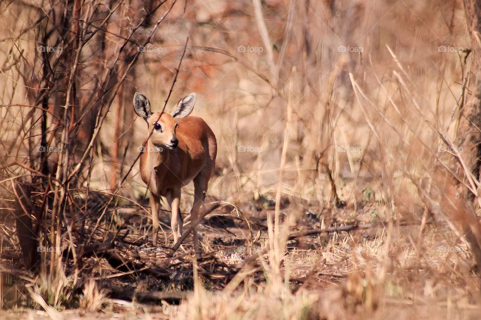 Steenbok is trying to hide under burned thornbush