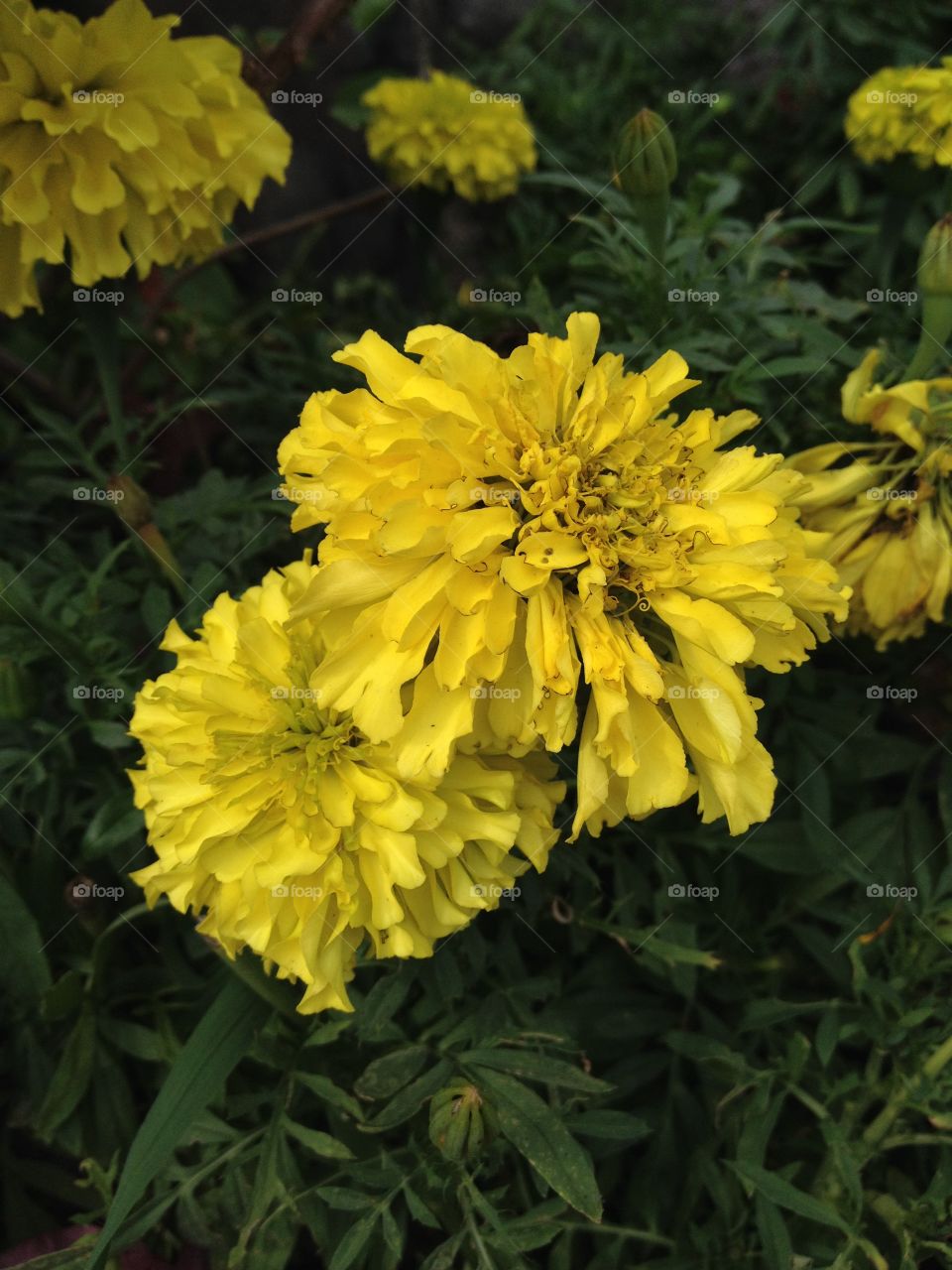Yellow flower. 