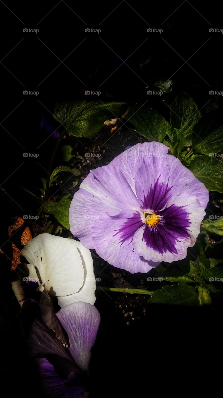 pansy