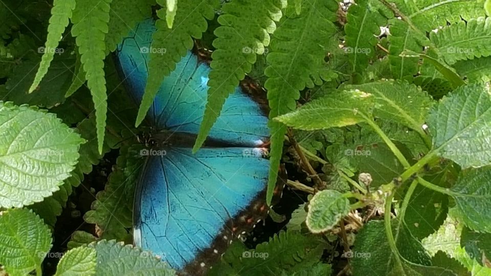 Blue Butterfly. Visit to the Detroit Zoo.