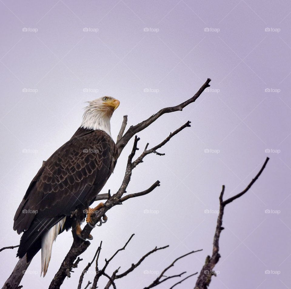 Bald eagle on a gloomy winter day. Perched on a tree with many stark contrasts. The yellow on this bird creates a striking mood. 1