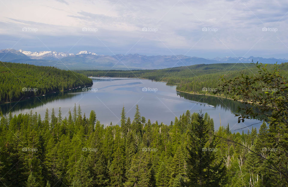 green trees woods river by arizphotog