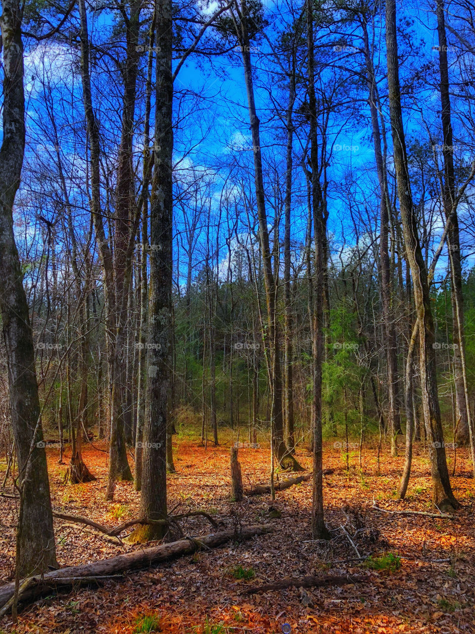 Late Winter, Early Spring 