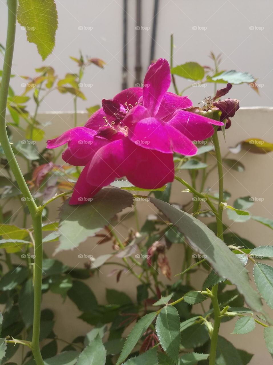 Asian rose pink colour small size shurb looks very beautiful generally found everywhere