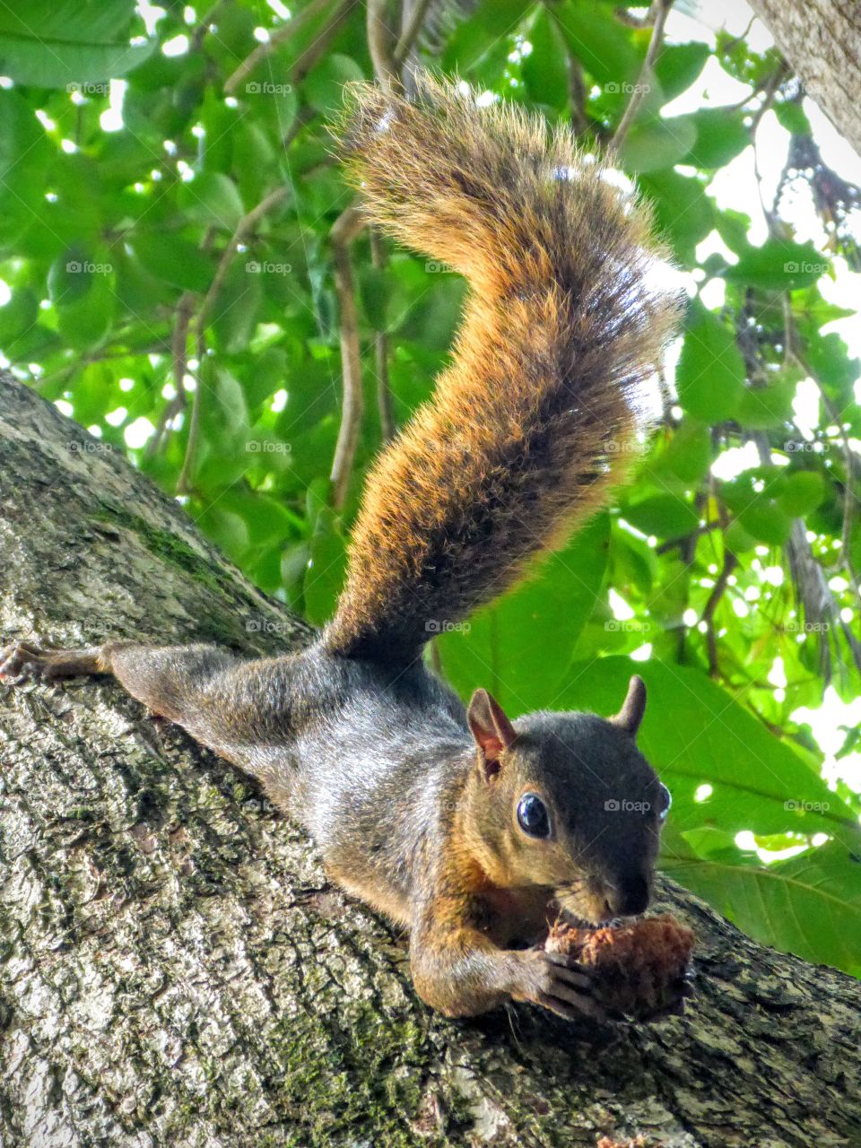 Friendly squirrel, Cahuita
