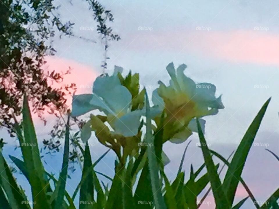 Sunset flowers