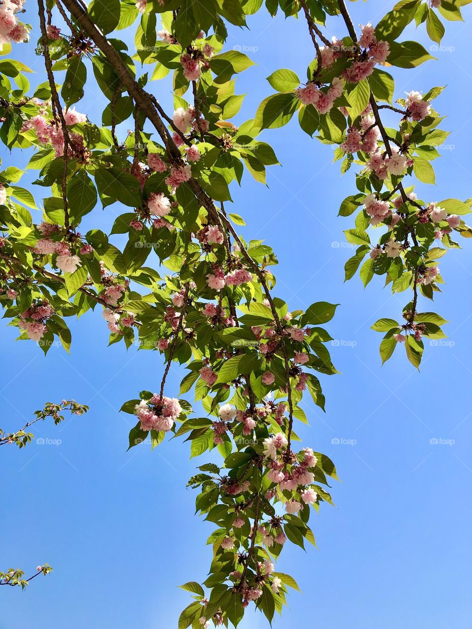 Spring flowers and blue sky 