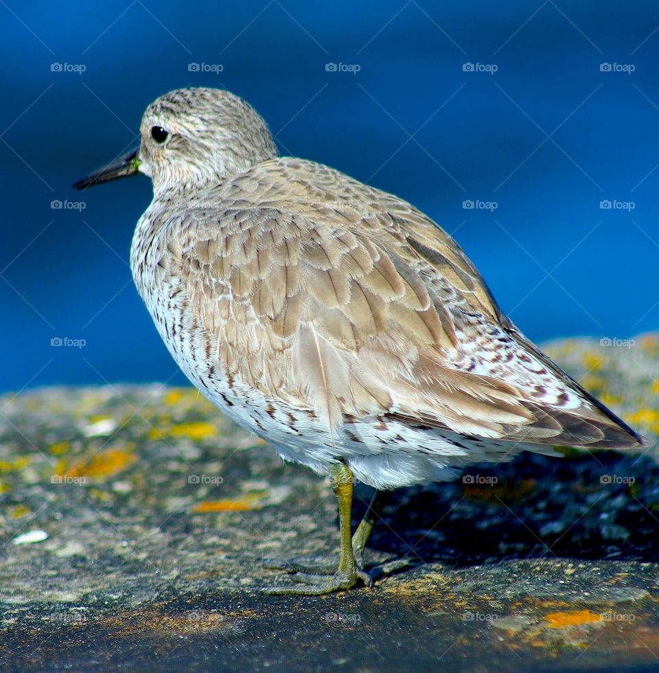 Seaside Bird. A bird resting on Granton Harbour breakwater