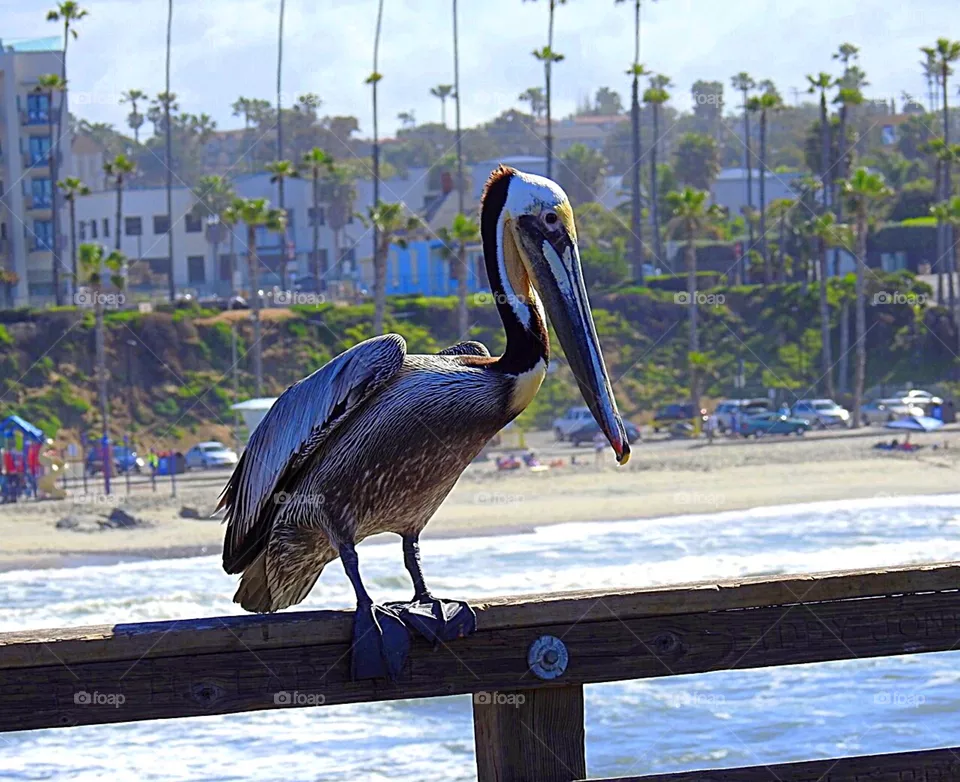 Pelican 