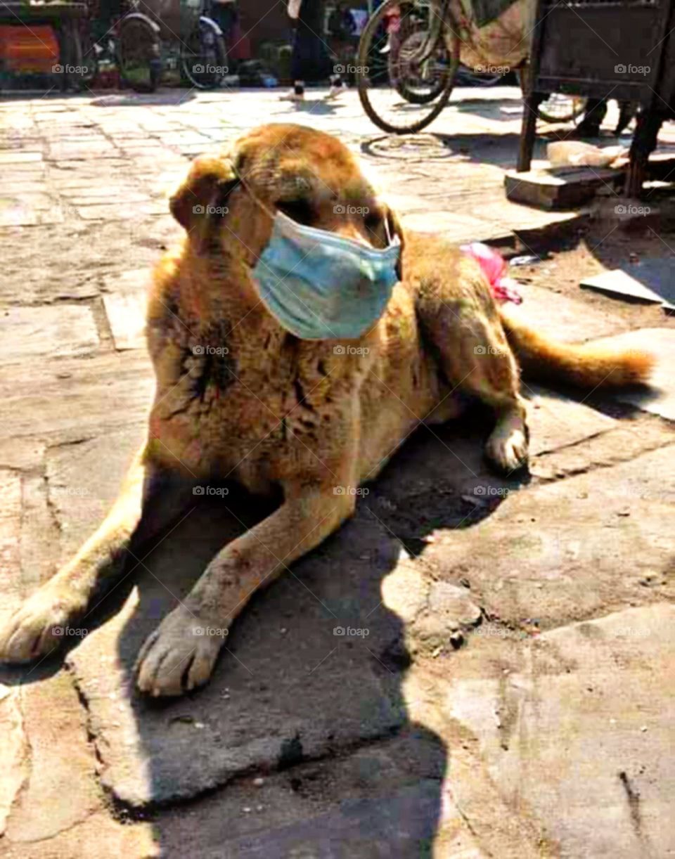 King dog is wearing facemask to prevent the diseases.