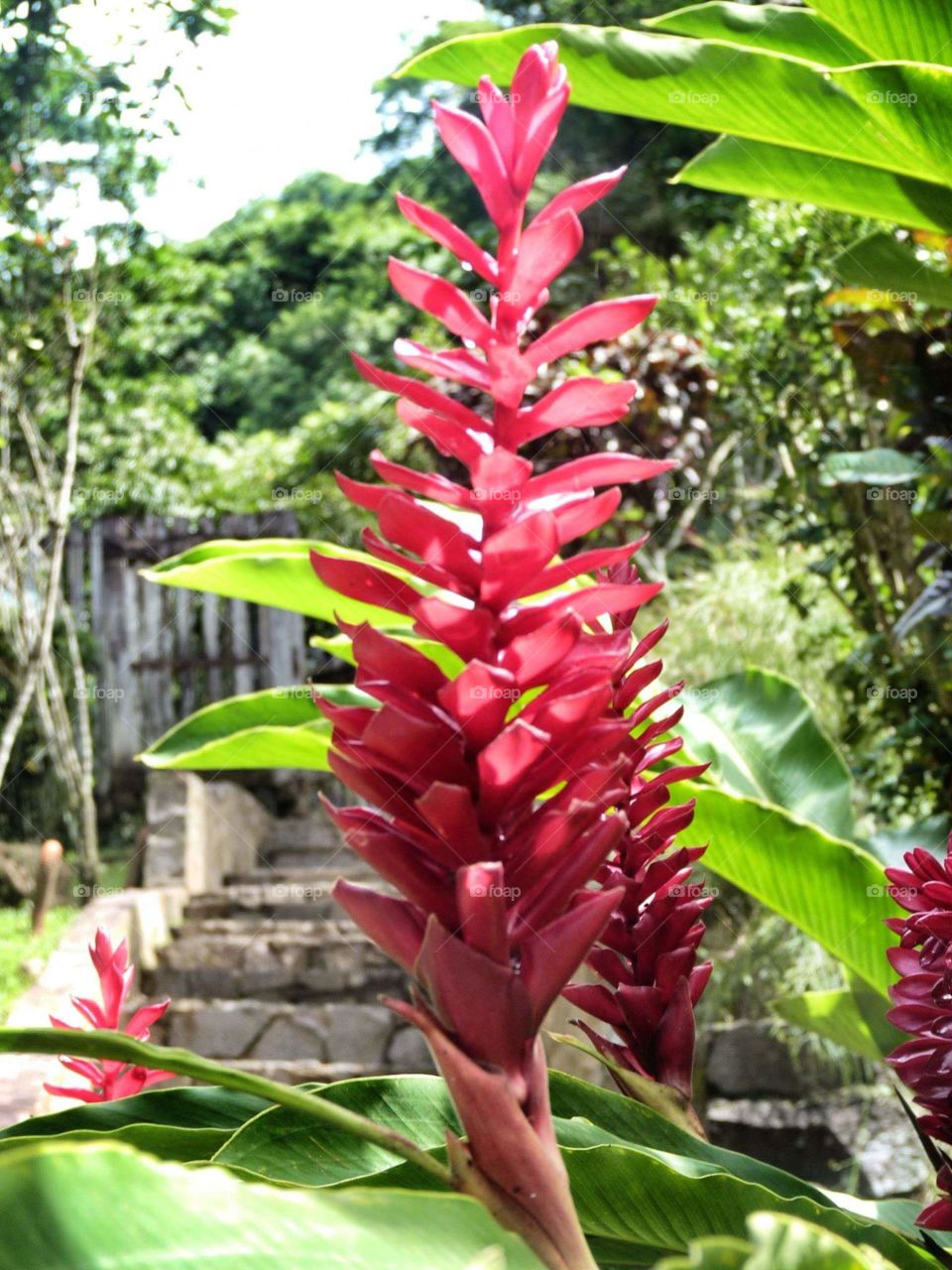 Alpinia
