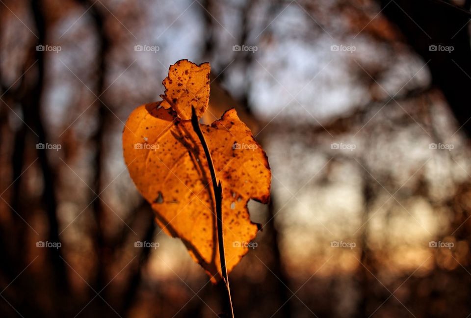 November in Wisconsin 