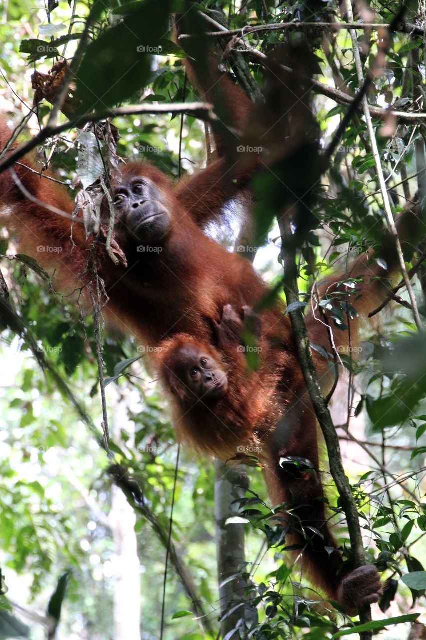 Mother and baby orangutang