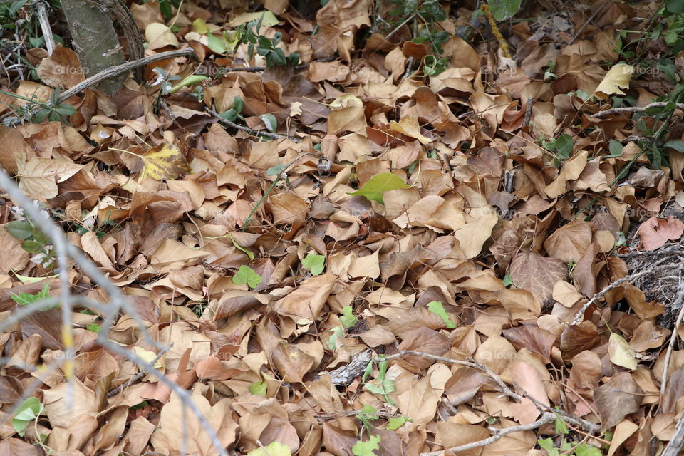 Carpet of dead leaf