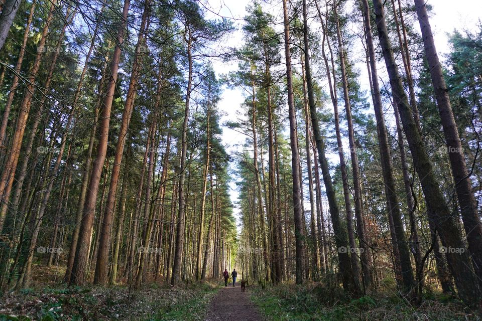 Enjoying a sunny half term walk in Hamsterley Forest 🌳
