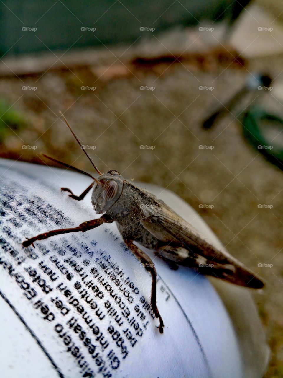 Grasshopper