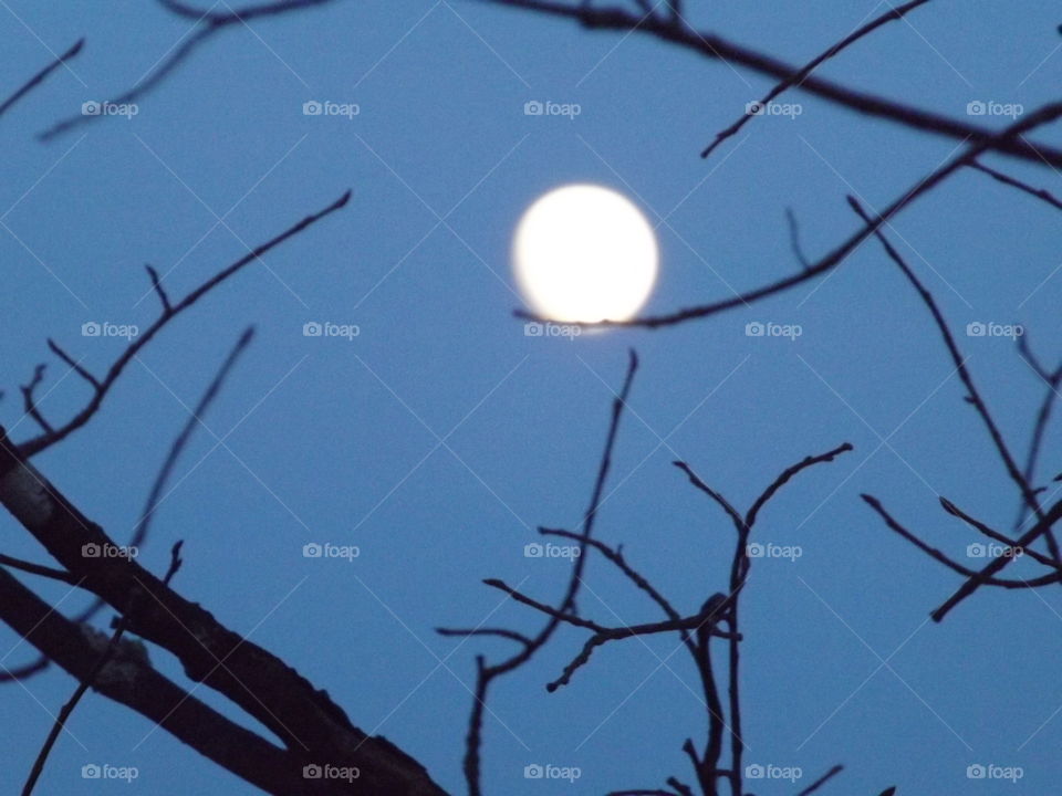 Moon resting on a branch