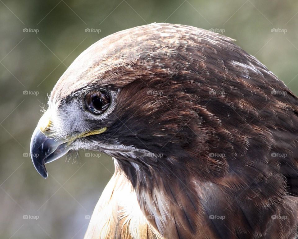 Close-up of a hawk