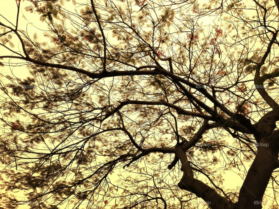 Low angle view of tree branch