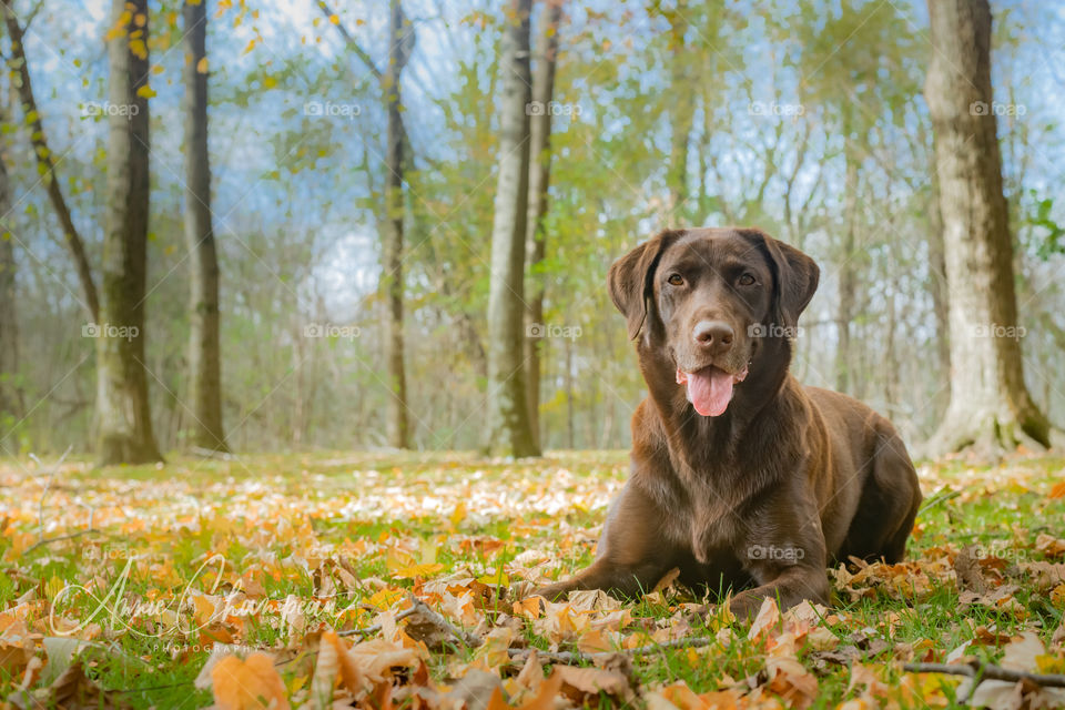 Chocolate lab playing in the leaves in a park in Wisconsin during fall